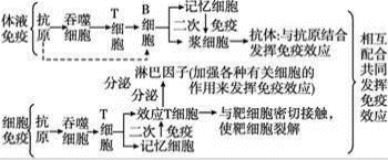 类风湿关节炎等自身免疫病严重危害人类健康、