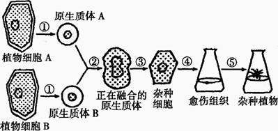 图为植物细胞融合及组织培养过程示意图.下列说法不正确的是