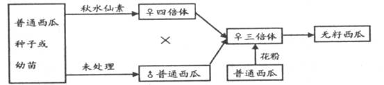 (8分)下图是三倍体无籽西瓜育种过程的流程图,请回答下列问题