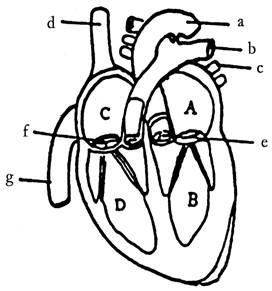 (12分)右图是人体心脏结构示意图，据图回答下列问题:(1)心脏内部有四个腔，图中____是心房，____是心室，其内流动脉血的是____，将血液由心脏泵至肺动脉的是____。(填编号)(2)在心房和心室之间，有控制血液流动方向的结构e、f称为____。(3)以图示血液输出心脏为起点，血液循环中，体液循环的过程是:[ B ]____→ [ a ]____→全身各级动脉→____→ 全身各级静脉 → [ d,g ]____→ [ A ]____。(4)经体循环后，血液成分的变化是由____血变为____血。-乐乐题库