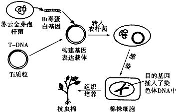 科学家通过基因工程方法,将苏云金芽孢杆菌的