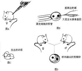 的性状是控制这个性状的基因是(2)这个实验的结果是小鼠变成了大鼠,这