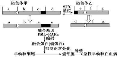 "急性早幼粒细胞白血病是最凶险的一种白血病."习题详情