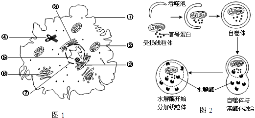 图1表示动物细胞亚显微结构示意图,图2表示细
