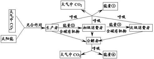 分析以下生态系统的能量流动和物质循环的关系简图,不