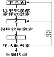 "左图是人体甲状腺激素分泌的分级调节示意图."习题详情