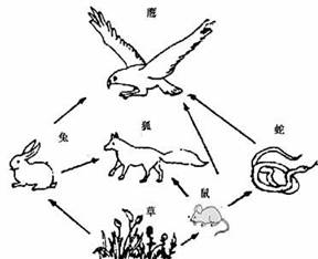 "(8分)某草原生态系统的食物网如图所示."习题详情