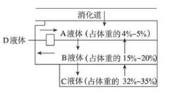 下图是体液各组成部分的关系图解(图中数字为该液体占体重的百分比)