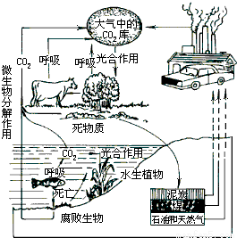 如图是生态系统碳-氧循环示意图