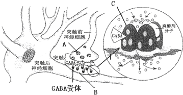 神经递质有两类,一类是兴奋性递质,如乙酰胆碱