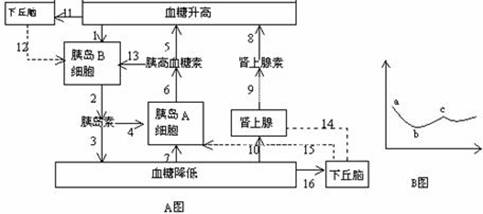 以下为人体血糖的调节过程示意图,据图回答