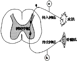 5%硫酸溶液后,电位计a和b有电位波动,出现屈腿反射反射弧结构示意图