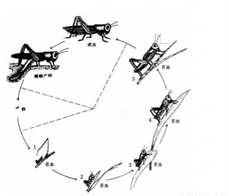 (3)蝗虫的幼虫在发育为成虫的过程中要经过5次蜕皮,这是因为.