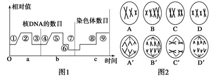 图1表示细胞分裂和受精过程中核dna和染色体含量的变化,图2表示二倍体