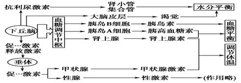 下丘脑是调节水盐,血糖,体温平衡和内分泌的中枢,在内