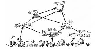 右图是小明调查某生态系统后绘制的简图,请据图回答.