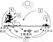 下图是一个生态系统部分结构示意图,据图分析回答:(1)