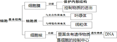 细胞壁及其作用知识点 "完成下列概念图.