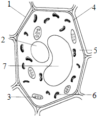 如图为植物细胞结构模式图,请据图回答问题: (1)对细胞起保护和支持
