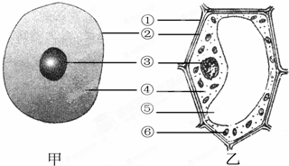 如图是动物细胞和植物细胞的结构示意图,请据图回答下列问题