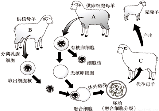 克隆羊多莉的原理是什么_克隆羊多莉的原理