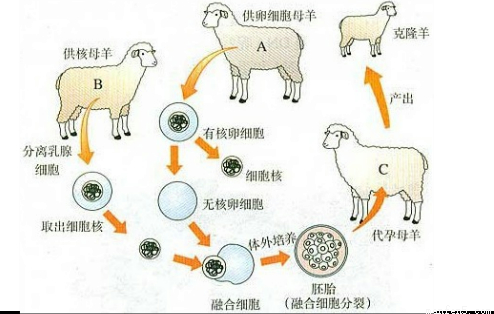 ①克隆羊多莉的诞生过程如图所示:克隆羊多莉的长相供核母羊b一样