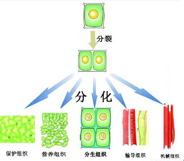 细胞的形态,结构和功能不改变,因而不能形成不同的组织,不合题意.