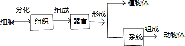 填完整生物结构层次的图解