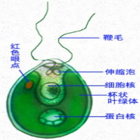 都是由多个细胞构成的,是多细胞生物;衣藻的整个身体只由一个细胞构成