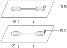回忆我们所做的探究,图甲、乙表示两块载玻片