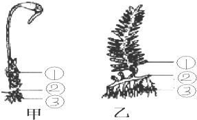 如图中甲,乙分别是葫芦藓和蕨的植株,据图回答下列问题.