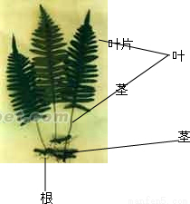 158.请将这株蕨类植物的结构名称填入横线上.