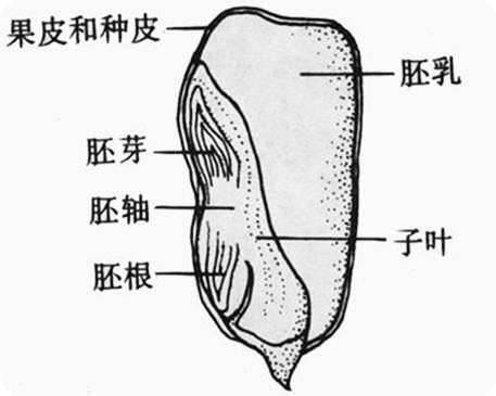 解:玉米种子的结构图如下