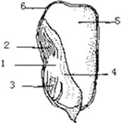 "如图所示大豆种子的结构示意图.请根据图中."习题详情