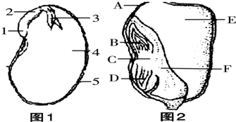 如图为菜豆种子和玉米种子的结构示意图,请你据图分析