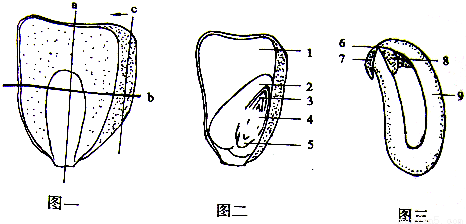 种子结构