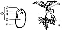 请据图回答问题: (1)在菜豆种子中,⑤是新植物体的幼体,它是菜豆花在