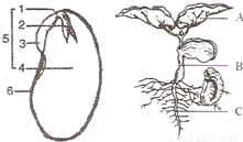 图所示为菜豆种子和幼苗示意图,依图回答问题