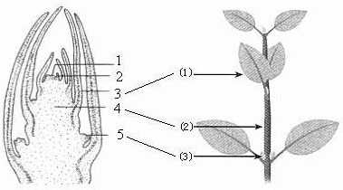 叶(枝)芽的结构和发育知识点 "关于植株生长叙述错误的是____.