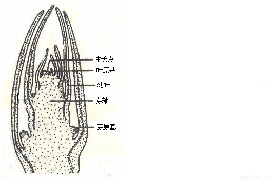 "万千枝条及其绿叶,都是由下列哪一部分结构发育而来的