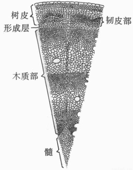 单子叶植物(玉米)茎的永久装片 蚕豆叶片的下表皮的永久装片 根尖纵切