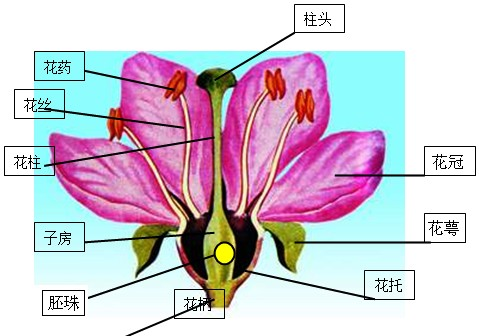 解:图为桃花的结构图,桃花是两性花