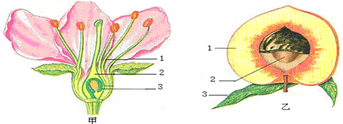 习题"桃子味美可口,桃子的食用部分属于果实结构中的____"的分析与