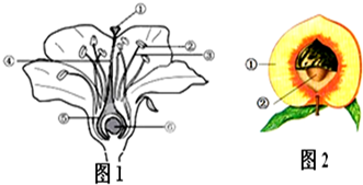 图中,图1是桃花的结构模式图,图2是桃的果实示意图,请据图回答下列