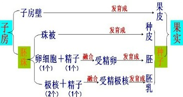 我们知道子房在完成受精后发育情况为