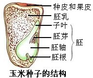 "习题详情  解答 解:单子叶植物的种子包括种皮,胚乳和胚,种子与外面