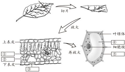 如图表示将叶片制成切片,并在显微镜下观察到叶片结构的情况.