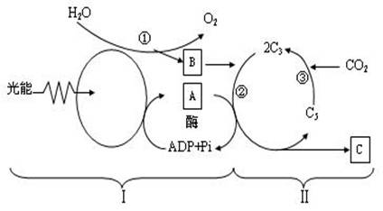 "(12分)下图是光合作用过程的图解,请对."习题详情