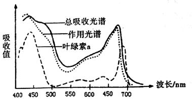 下图为正常绿色植物的叶绿素a的吸收光谱,色素总吸收光谱以及光合作用