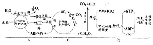 "习题详情  (10分)下图是绿色植物体内光合作用和细胞呼吸的示意图,请